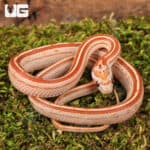 Baby Ultra Mel Tessera Cornsnakes For Sale - Underground Reptiles