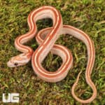 Baby Ultra Mel Tessera Cornsnakes For Sale - Underground Reptiles