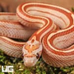 Baby Ultra Mel Tessera Cornsnakes For Sale - Underground Reptiles