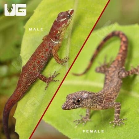 Bridled Forest Geckos For Sale - Underground Reptiles