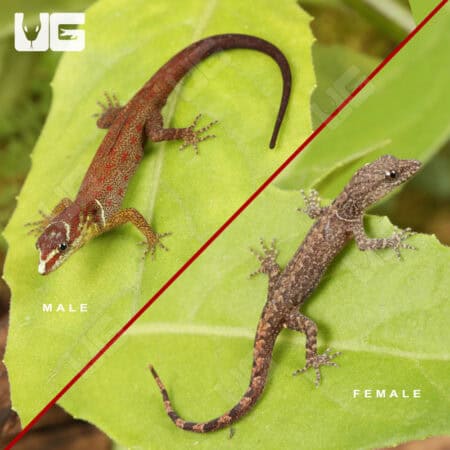 Bridled Forest Geckos For Sale - Underground Reptiles