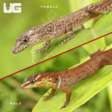 Bridled Forest Geckos For Sale - Underground Reptiles