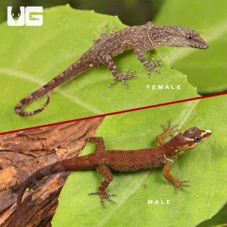 Bridled Forest Geckos For Sale - Underground Reptiles