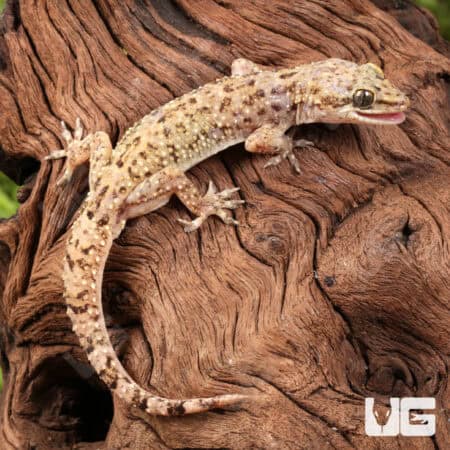 Brooks House Geckos for sale - Underground Reptiles