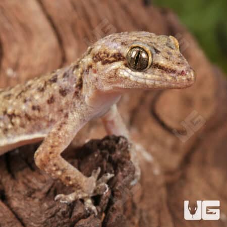 Brooks House Geckos for sale - Underground Reptiles