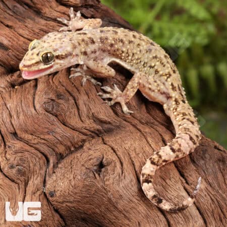 Brooks House Geckos for sale - Underground Reptiles