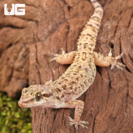 Brooks House Geckos for sale - Underground Reptiles