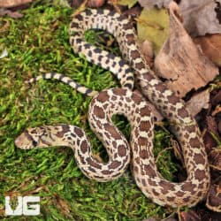 Sonoran Gopher Snake - Underground Reptiles