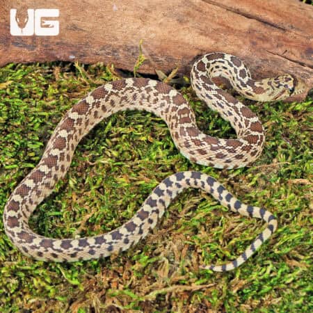 Sonoran Gopher Snake - Underground Reptiles