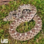 Sonoran Gopher Snake - Underground Reptiles