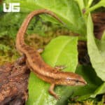 Cochinchinese Water (Tropidophorus cocincinensis) For Sale - Underground Reptiles