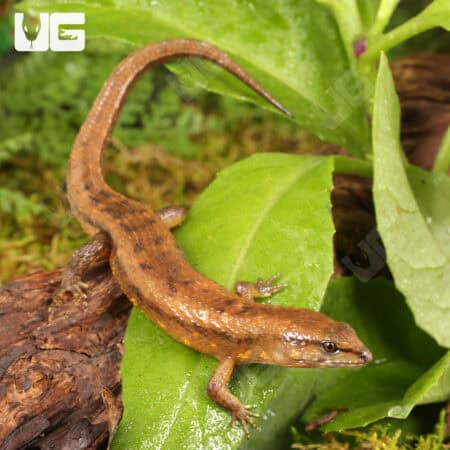 Cochinchinese Water (Tropidophorus cocincinensis) For Sale - Underground Reptiles