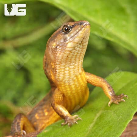 Cochinchinese Water (Tropidophorus cocincinensis) For Sale - Underground Reptiles