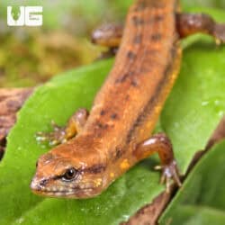 Cochinchinese Water (Tropidophorus cocincinensis) For Sale - Underground Reptiles
