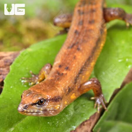 Cochinchinese Water (Tropidophorus cocincinensis) For Sale - Underground Reptiles