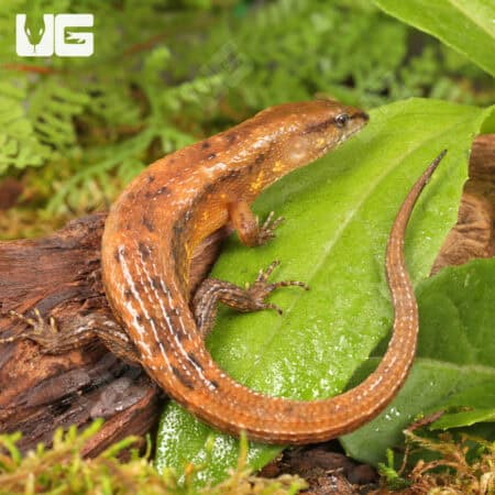 Cochinchinese Water (Tropidophorus cocincinensis) For Sale - Underground Reptiles