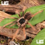 Colombian Giant RedLeg Tarantula For Sale - Underground Reptiles