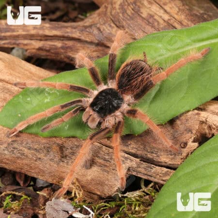 Colombian Giant RedLeg Tarantula For Sale - Underground Reptiles