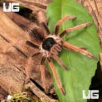 Colombian Giant RedLeg Tarantula For Sale - Underground Reptiles