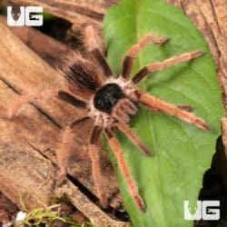 Colombian Giant RedLeg Tarantula For Sale - Underground Reptiles