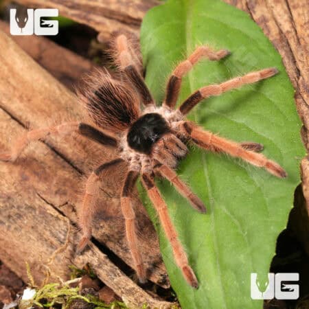Colombian Giant RedLeg Tarantula For Sale - Underground Reptiles