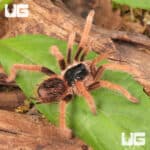 Colombian Giant RedLeg Tarantula For Sale - Underground Reptiles