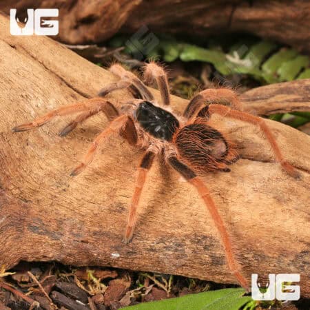 Colombian Giant RedLeg Tarantula For Sale - Underground Reptiles