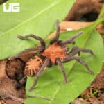 Costa Rican Tiger Rump Tarantula (Davus fasciatus) For Sale - Underground Reptiles
