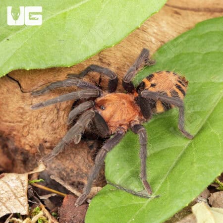 Costa Rican Tiger Rump Tarantula (Davus fasciatus) For Sale - Underground Reptiles