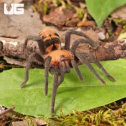 Costa Rican Tiger Rump Tarantula (Davus fasciatus) For Sale - Underground Reptiles
