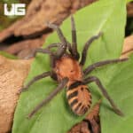 Costa Rican Tiger Rump Tarantula (Davus fasciatus) For Sale - Underground Reptiles