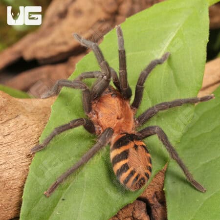Costa Rican Tiger Rump Tarantula (Davus fasciatus) For Sale - Underground Reptiles