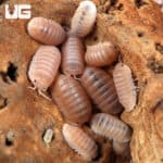 Cubaris Murina "Papaya" Isopods (Cubaris Murina) For Sale - Underground Reptiles