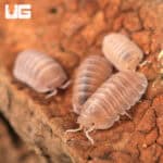 Cubaris Murina "Papaya" Isopods (Cubaris Murina) For Sale - Underground Reptiles