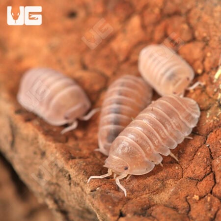Cubaris Murina "Papaya" Isopods (Cubaris Murina) For Sale - Underground Reptiles