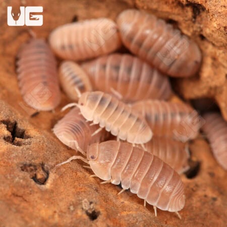 Cubaris Murina "Papaya" Isopods (Cubaris Murina) For Sale - Underground Reptiles
