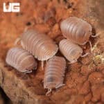 Cubaris Murina "Papaya" Isopods (Cubaris Murina) For Sale - Underground Reptiles