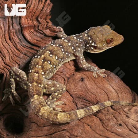 Nutaphand's Red-Eyed Geckos For Sale - Underground Reptiles