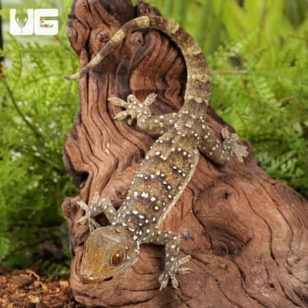Nutaphand's Red-Eyed Geckos For Sale - Underground Reptiles