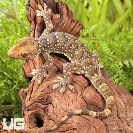 Nutaphand's Red-Eyed Geckos For Sale - Underground Reptiles