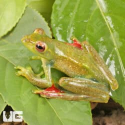 Jade Tree Frog (Zhangixalus dulitensis)  For Sale - Underground Reptiles