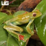 Jade Tree Frog (Zhangixalus dulitensis)  For Sale - Underground Reptiles