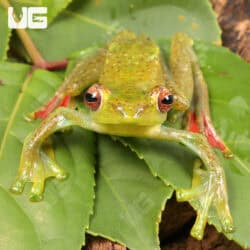 Jade Tree Frog (Zhangixalus dulitensis)  For Sale - Underground Reptiles