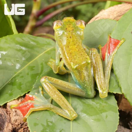 Jade Tree Frog (Zhangixalus dulitensis)  For Sale - Underground Reptiles
