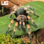 Mexican Red Knee Tarantulas For Sale - Underground Reptiles