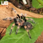Mexican Red Knee Tarantulas For Sale - Underground Reptiles
