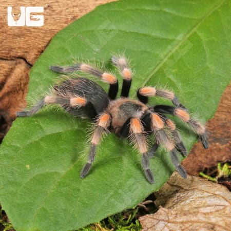 Mexican Red Knee Tarantulas For Sale - Underground Reptiles