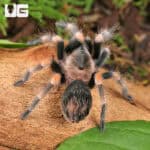 Mexican Red Knee Tarantulas For Sale - Underground Reptiles