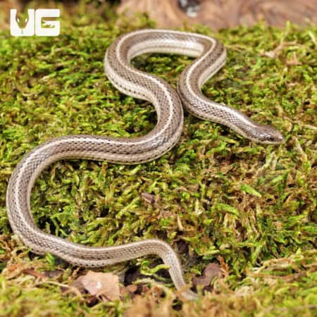 New Mexico Lined Snake For Sale - Underground Reptiles