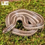 New Mexico Lined Snake For Sale - Underground Reptiles